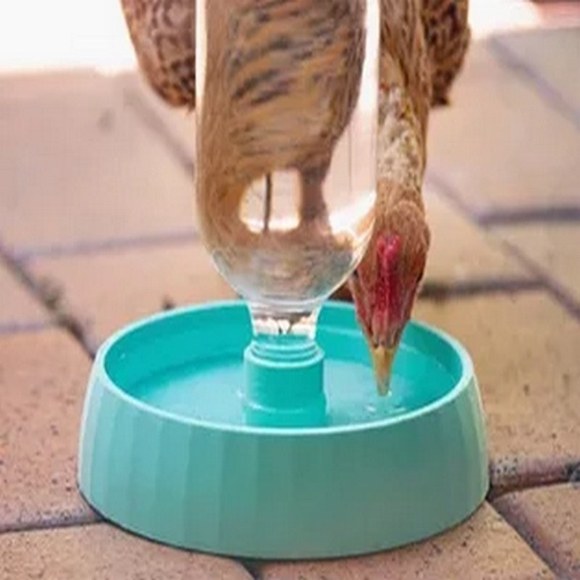 هوای پرندگان را داشته باشید