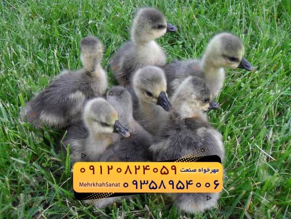 🐣🐣🐣 *جوجه غاز گوشتی*🐣🐣🐣