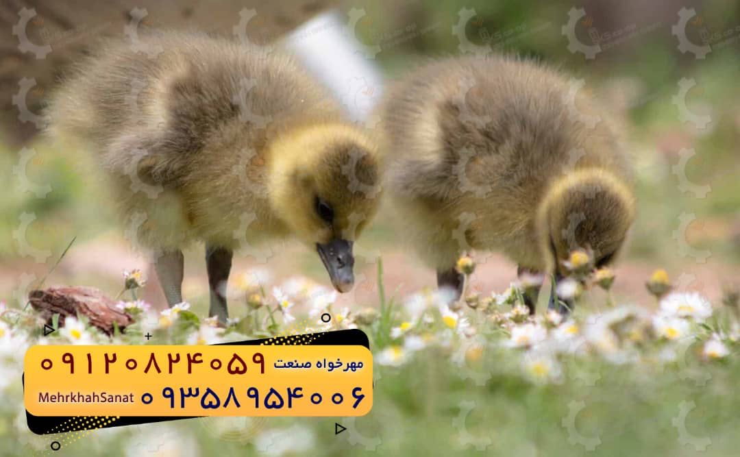 🐣🐣🐣 *جوجه غاز گوشتی*🐣🐣🐣